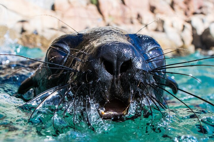 Seal Swimming Activity in Plettenberg Bay - Photo 1 of 23